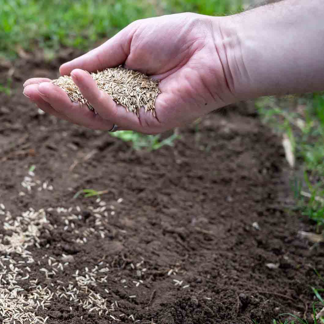 Semences Et Plantes De Qualité