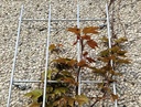 MLB Treillis mural pour plantes grimpantes en acier brut  