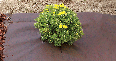 TexiWeed Brown 100 g/m² - en rouleau