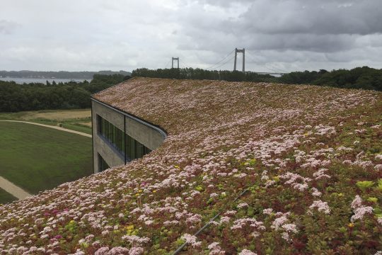 Cagette de sedum par m²