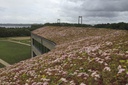 Cagette danoise de sedum par m²