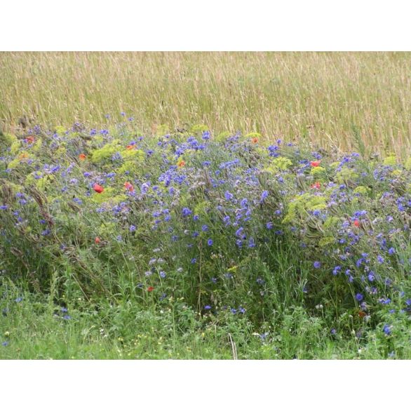 Semences Fleurs La Plaine Fleurie 1KG - Advanta