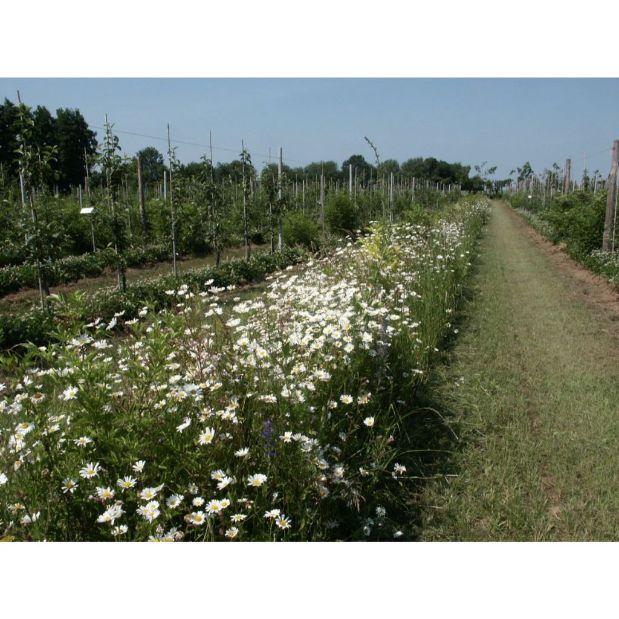 Semences Verger intégré "Accueil auxiliaires" - Ecosem