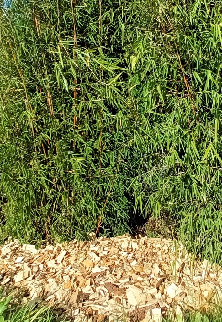 Plaquettes forestières G50