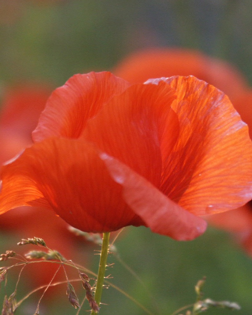 Semences Coquelicot (Papaver rhoeas) - Ecosem