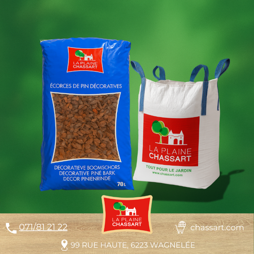 Pin des Landes grandes - 20/40 mm