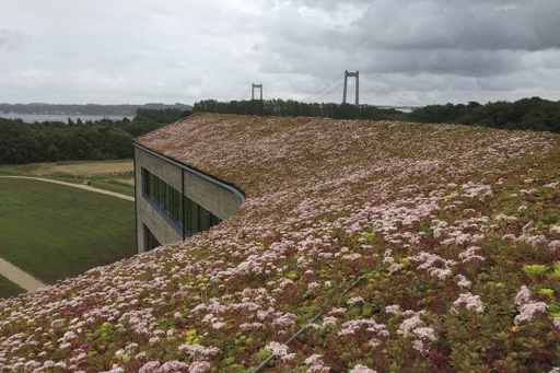 [SEDUMCAJETTE] Cagette danoise de sedum par m²