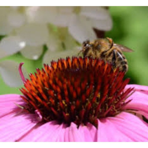 Semences Mélange fleurs mellifères - Ecosem